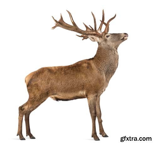 Red Deer Stag Isolated - 7xJPGs