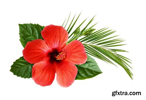 Red Hibiscus Flowers Isolated - 8xJPGs