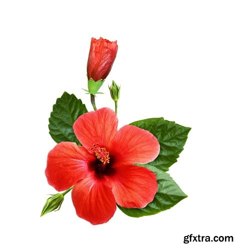 Red Hibiscus Flowers Isolated - 8xJPGs