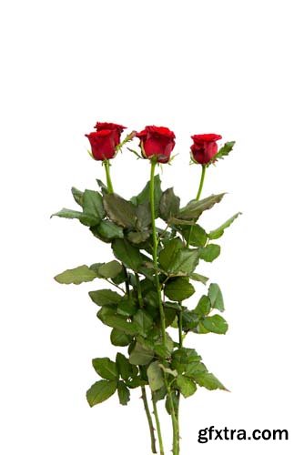 Red Rose Isolated - 10xJPGs