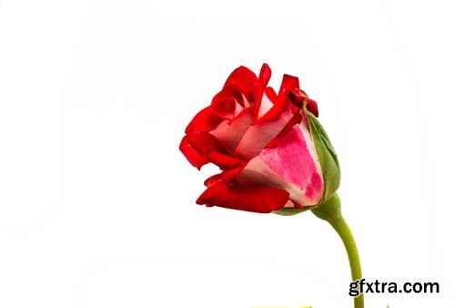 Red Rose Isolated - 10xJPGs