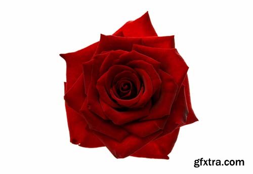 Red Rose Isolated - 10xJPGs