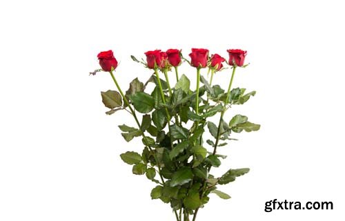 Red Rose Isolated - 10xJPGs