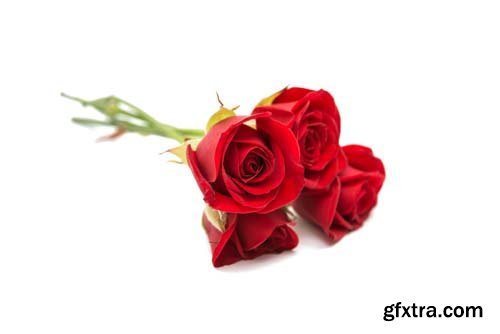 Red Rose Isolated - 10xJPGs