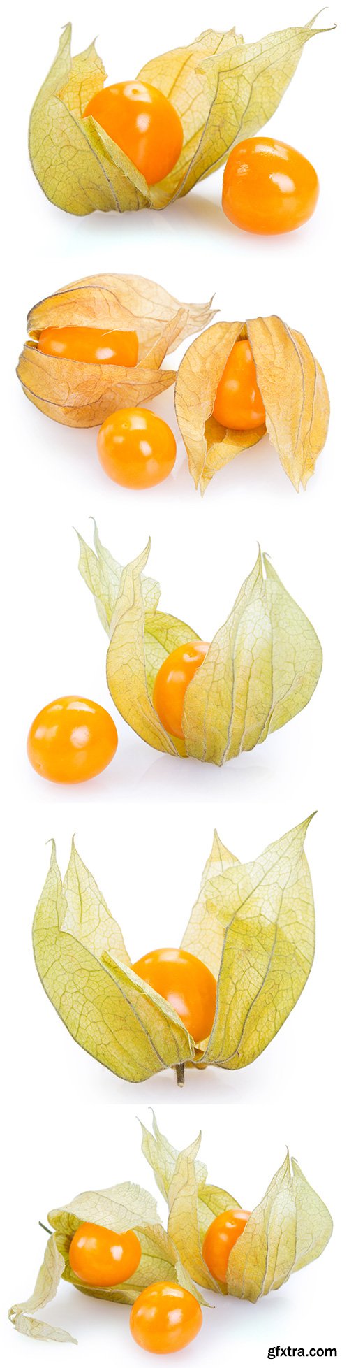 Ripe Physalis Isolated - 6xJPGs