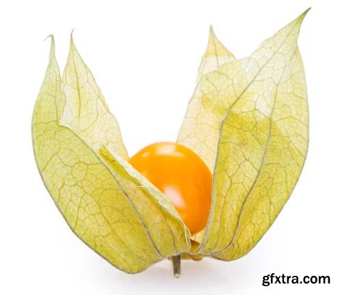 Ripe Physalis Isolated - 6xJPGs