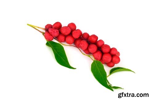 Schisandra Chinensis Medicinal Herb Plant Leaves And Fruit Isolated - 10xJPGs