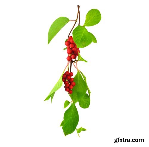 Schisandra Chinensis Medicinal Herb Plant Leaves And Fruit Isolated - 10xJPGs