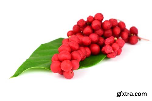 Schisandra Chinensis Medicinal Herb Plant Leaves And Fruit Isolated - 10xJPGs