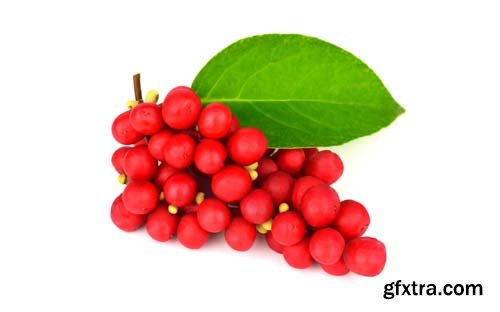 Schisandra Chinensis Medicinal Herb Plant Leaves And Fruit Isolated - 10xJPGs