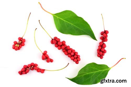 Schisandra Chinensis Medicinal Herb Plant Leaves And Fruit Isolated - 10xJPGs