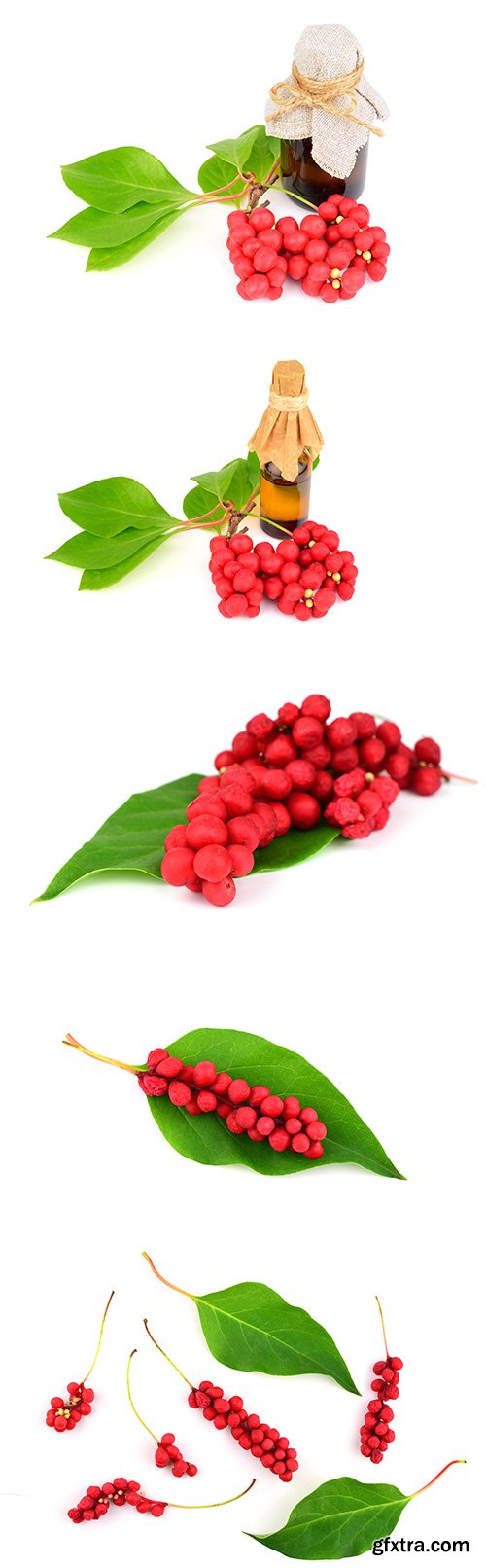 Schisandra Chinensis Medicinal Herb Plant Leaves And Fruit Isolated - 10xJPGs