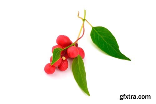 Schisandra Chinensis Medicinal Herb Plant Leaves And Fruit Isolated - 10xJPGs