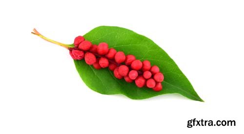 Schisandra Chinensis Medicinal Herb Plant Leaves And Fruit Isolated - 10xJPGs