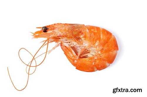 Shrimp Isolated - 6xJPGs