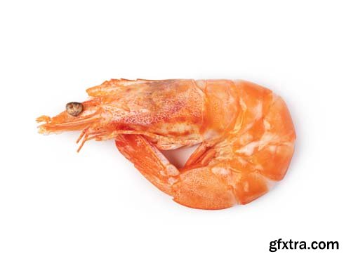 Shrimp Isolated - 6xJPGs