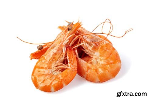 Shrimp Isolated - 6xJPGs