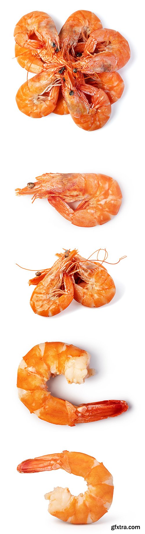 Shrimp Isolated - 6xJPGs