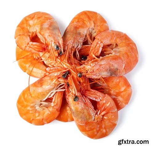 Shrimp Isolated - 6xJPGs