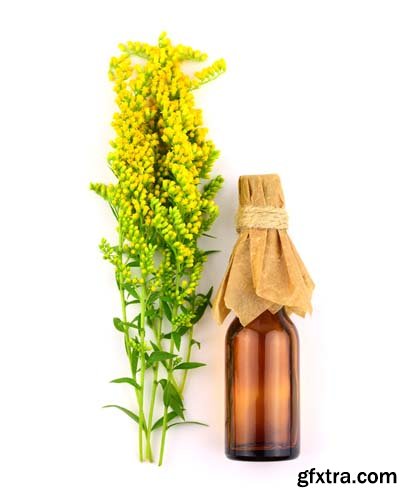 Solidago Medicinal Herb Plant Essential Oil Extract Isolated - 10xJPGs