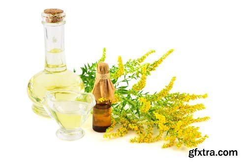 Solidago Medicinal Herb Plant Essential Oil Extract Isolated - 10xJPGs