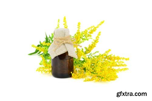 Solidago Medicinal Herb Plant Essential Oil Extract Isolated - 10xJPGs