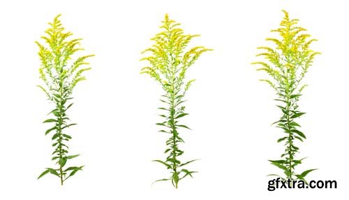 Solidago Medicinal Herb Plant Essential Oil Extract Isolated - 10xJPGs