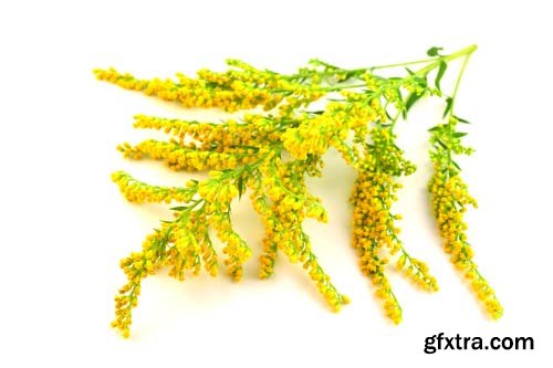 Solidago Medicinal Herb Plant Essential Oil Extract Isolated - 10xJPGs