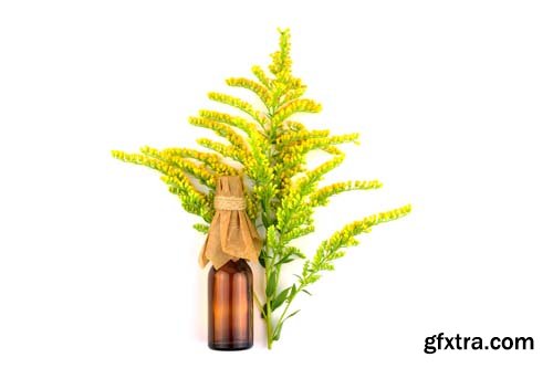 Solidago Medicinal Herb Plant Essential Oil Extract Isolated - 10xJPGs