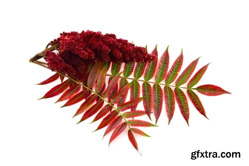 Sumac Isolated - 6xJPGs