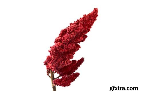 Sumac Isolated - 6xJPGs