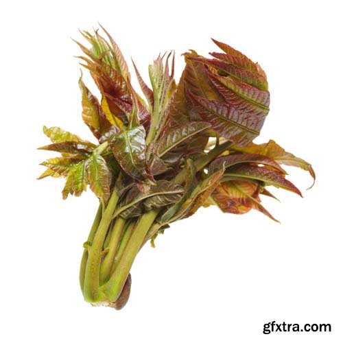 Toona Sinensis Isolated - 7xJPGs