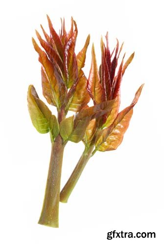 Toona Sinensis Isolated - 7xJPGs