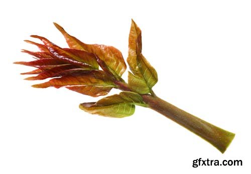 Toona Sinensis Isolated - 7xJPGs