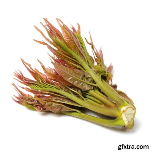 Toona Sinensis Isolated - 7xJPGs