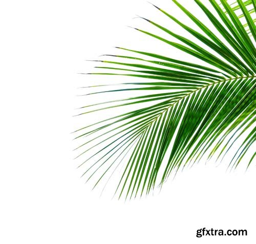 Tropical Coconut Palm Leaf Isolated - 5xJPGs