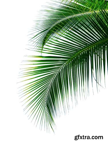 Tropical Coconut Palm Leaf Isolated - 5xJPGs