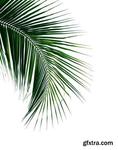 Tropical Coconut Palm Leaf Isolated - 5xJPGs