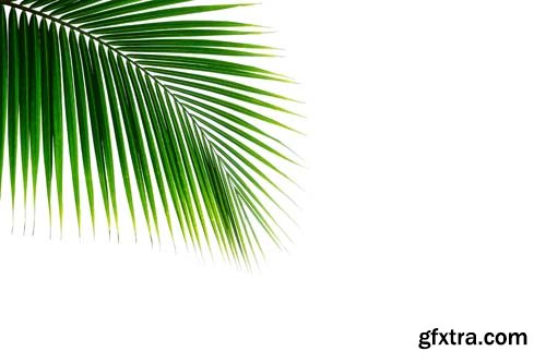 Tropical Coconut Palm Leaf Isolated - 5xJPGs