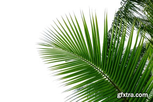 Tropical Coconut Palm Leaf Isolated - 5xJPGs