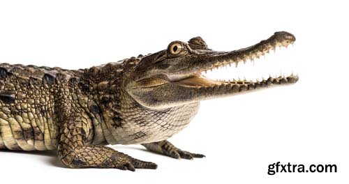 West African Crocodile Isolated - 5xJPGs