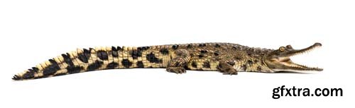 West African Crocodile Isolated - 5xJPGs