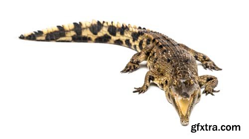 West African Crocodile Isolated - 5xJPGs