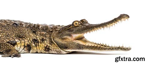 West African Crocodile Isolated - 5xJPGs