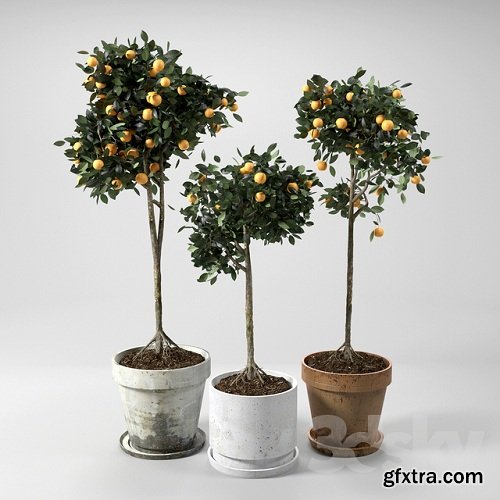 Orange Trees set 01 3d Model