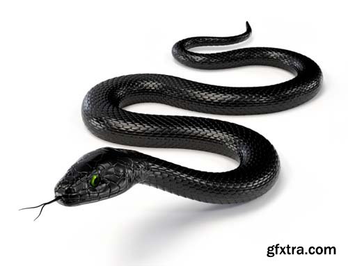 Black Snake Isolated - 12xJPGs