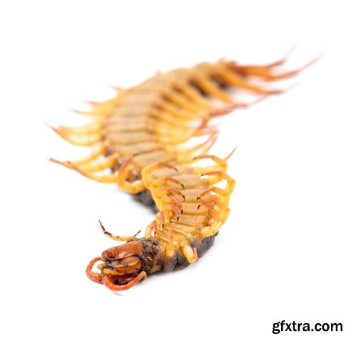 Centipede Isolated - 11xJPGs