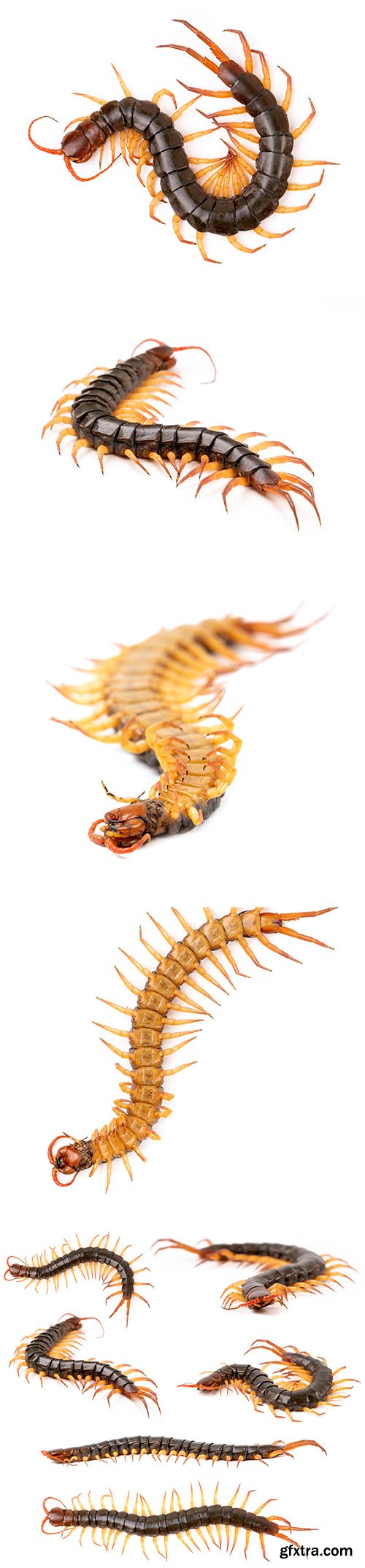 Centipede Isolated - 11xJPGs