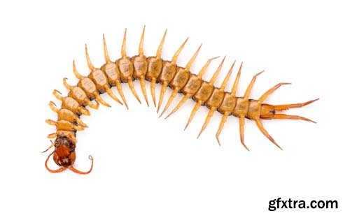 Centipede Isolated - 11xJPGs