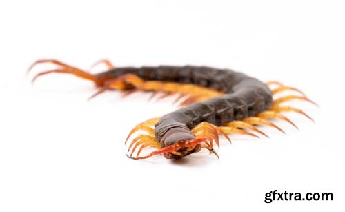 Centipede Isolated - 11xJPGs